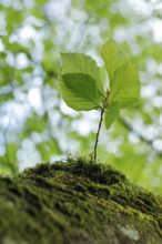 Young beech sapling growing on a moss-covered tree stump in spring, Switzerland, Europe