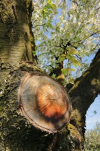 Detail of sapling on a beautiful wooden branch with apple blossoms, Canton Thurgau, Switzerland,