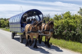 Horse-drawn carriage with passengers on a cobbled road in a rural setting, Rügen, Hiddensee