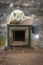 White sled dog lying chained on a doghouse, Inuit settlement Ittoqqortoormiit, Scoresbysund or