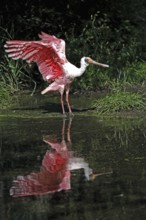 Roseate spoonbill (Platalea ajaja), adult, spreading wings, at the water, Florida, USA, North