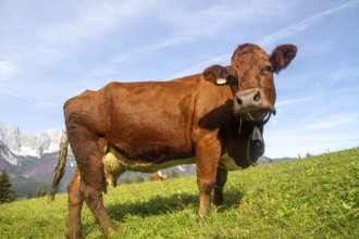 Cow on a mountain pasture near Going, Tyrol. The Wilder Kaiser massif can be seen in the background