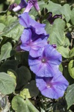 Black bindweed (Ipomoea tricolor), Sicily, Italy, Europe