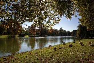 Pelicans (Pelecanidae, Pelecanus) on a meadow in front of a lake, trees in autumn colours,