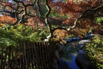 Fan maple (Acer palmatum), picket fence, autumn colours, stream, Japanese Garden, Zoological City