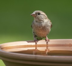 House sparrow (Passer domesticus) standing on a bird bath, Lower Saxony, Germany, Europe