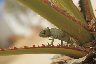 Chameleon (Chamaeleoninae), Djerba, Tunisia, Africa