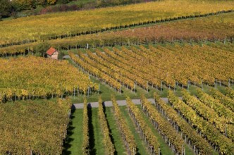 Cottage between vines, vineyard, grapevines, viticulture, graphic, autumn colours, autumn,