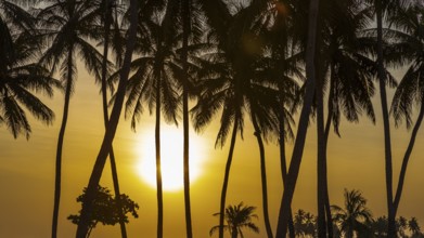 Coconut palms (Cocos nucifera) at sunset on the beach of Salalah, Dhofar Province, Arabian