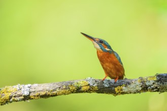 Common kingfisher (Alcedo atthis) sitting on a branch with autumncolours, wildife, Catalonia,