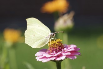 Lemon butterfly (Gonepteryx rhamni), macro, flower, nectar, colourful, The lemon butterfly sits