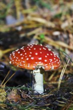 Upper Lusatian heath and pond landscape in October, fly agaric, Saxony, Germany, Europe