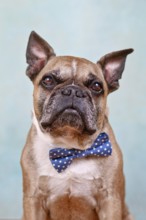 Portrait of cute fawn French Bulldog dog with blue bow tie in front of pastel blue studio