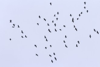 Cranes in the sky, September, Mecklenburg-Western Pomerania, Germany, Europe