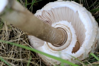 Parasol mushroom, September, Usedom, Mecklenburg-Western Pomerania, Germany, Europe