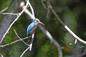 Kingfisher (Alcedo atthis) on a branch on the Mahaweli River, Kandy, Central Province, Sri Lanka,