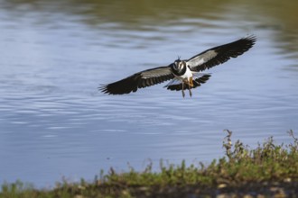 Northern Lapwing, Vanellus vanellus in a flight over autumn marshes