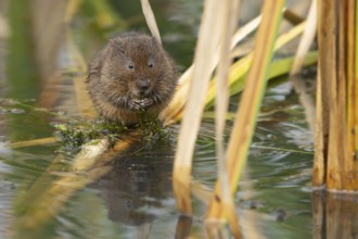 Water vole (Arvicola amphibius) adult rodent animal feeding on a pondweed leaf in a reedbed on a