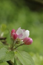 Apple blossoms (Malus), red still closed blossoms and white opened blossom with bokeh in the