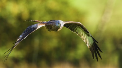 Red Kite, Milvus milvus, bird in flight