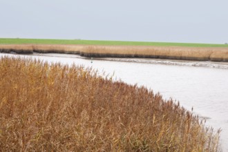 Low water, reed, mudflats, Dollart, Nieuwe Statenzijl, Netherlands