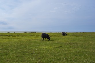 Sheep grazing freely on a shore meadow on the southern tip of the island of Öland, Kalmar län,