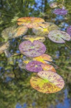 Water lily leaves (Nymphaea) in autumn leaves with raindrops, Emsland, Lower Saxony, Germany,