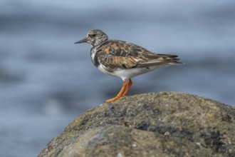 Ruddy Turnstone (Arenaria interpres) searching for food on the Atlantic coast. Ouessant, Finistere,