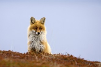 Red fox, (Vulpes vulpes) . Biotope, habitat, on the lookout, Finnmark, Norway, Europe