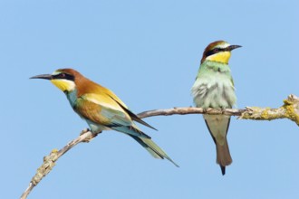 Animals, birds, bee-eater, (Merops apiaster), two birds on perch, Burgenland, Austria, Europe