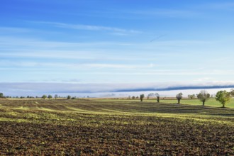 Green fields in the countryside with morning mist and a blue sky in a beautiful rural landscape