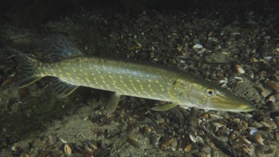 A striped fish with striking colours, pike (Esox lucius), swims over the bottom of the river