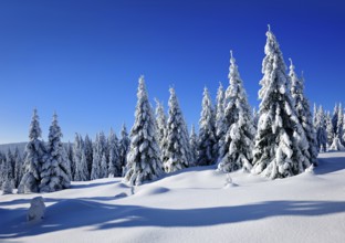 Snow-covered winter landscape, snow-covered spruces and sparkling snow crystals, Harz National