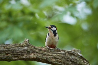 Great spotted woodpecker (Dendrocopos major), sitting on a tree stump and observing its