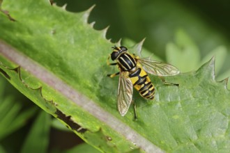 Dangling sunlover (Helophilus pendulus), macro photograph, Wilnsdorf, North Rhine-Westphalia,