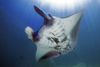 Giant ray (Manta) plankton eater in backlight under sea surface above sun, Pacific Ocean