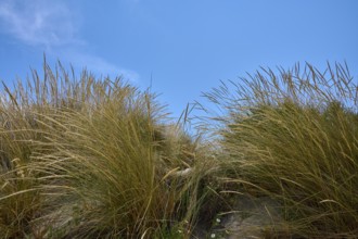 Tall yellow grasses bend in the wind against a clear blue sky, summer, Saintes-Maries-de-la-Mer,