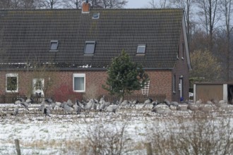 Cranes (grus grus) resting on their southbound migration while foraging in a harvested maize field