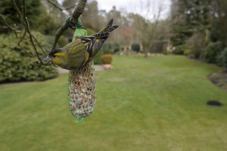 Siskin (Carduelis spinus), male at a fat ball, winter feeding in the garden, North