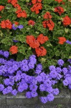 Bed with verbenas and geraniums, inflorescence