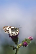 Marbled white (Melanargia galathea), July, Saxony-Anhalt, Germany, Europe