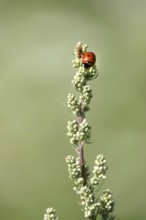 Ladybird (Coccinellidae), summer, Germany, Europe