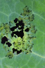 Caterpillars of the cabbage white butterfly, July, Germany, Europe