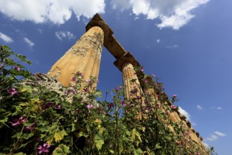 Metaponto, Metaponte, Doric hera temple, Tavole Palatine, Basilicata, Italy, Europe