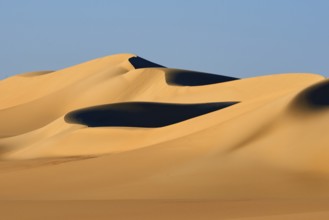 Soft, curved sand dunes cast deep shadows in the golden desert landscape under a clear blue sky,