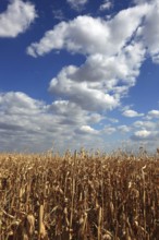 Romania, near Giurgiu in the south of the country, maize ripe for the corn corn cob harvest, Europe