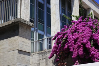 Butterfly bush, Buddleja davidii, summer lilac, at Piazzale Konrad Adenauer, Esposizione Universale