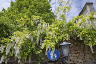 White-flowered Glycine (Wisteria), Austria, Europe