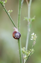 Small snail, summer, Germany, Europe