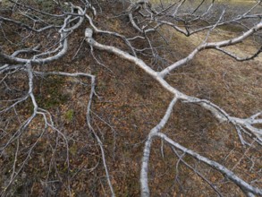 Dwarf Birch (Betula Nana), ancient old, gnarled trees growing on the tundra, May, Varanger Fjord,